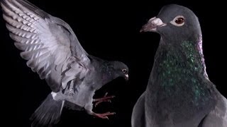 Slow Motion Pigeon Clap  Earth Unplugged [upl. by Akimat125]