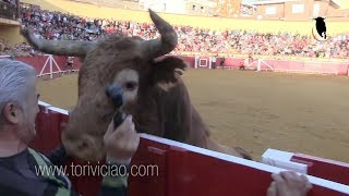 Canta jota al toro de Ustarroz y le remata en la valla  Lodosa 16 septiembre [upl. by Etsirhc633]