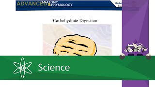 Carbohydrate Digestion [upl. by Eillime38]