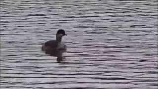 BlackNecked Grebe young  Geoorde Fuut Jong Podiceps Nigricollis [upl. by Annaitat]