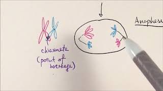 AS Biology  Meiosis OCR A Chapter 63 [upl. by Eittol]