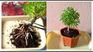 How To Grow Aralia From Cutting  Fusion Of Multiple Branch Cutting In Aralia amp its Repotting [upl. by Anuahsar]