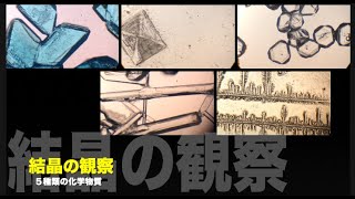 結晶の観察 ５種類の化学物質 [upl. by Letsyrk]