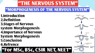 The nervous system  Morphogenesis of the nervous system [upl. by Hallee]