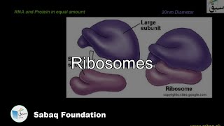 Ribosomes Biology Lecture  Sabaqpk [upl. by Abita]