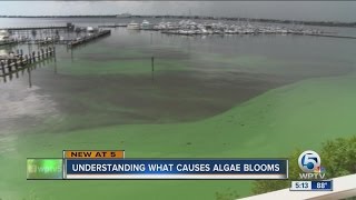 Understanding what causes algae blooms [upl. by Ylenats446]