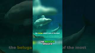 Discover the Charming Beluga Whale A Vocal Ocean Wonder [upl. by Eltrym]