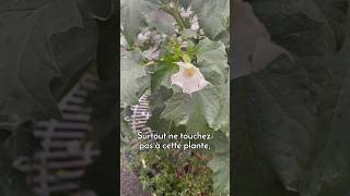 La datura une plante hallucinogène très dangereuse à Paris [upl. by Akyssej427]