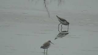 Marsh Sandpiper 2 [upl. by Mcclish]