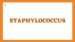 All about Staphylococcus aureus epidermidis and saprophyticus in just 22 mins [upl. by Okomot43]