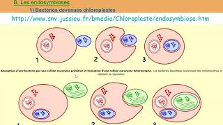 term spe 14 endosymbioses [upl. by Emilie]