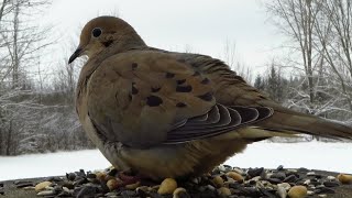 Mourning dove having a quiet breakfast in January [upl. by Enialahs]