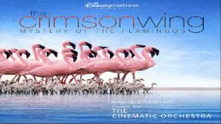 The Crimson Wing Mystery of the Flamingos  The Transformation [upl. by Enirehtacyram]