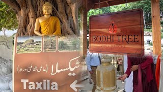 Bodhi tree taxila museum  taxila museum pakistan [upl. by Ilojne303]