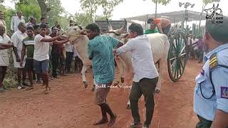 311223 Vadisaleru Bull race 1st prize winner 🐂🏆🐂 Kora Sruthi choudhary Gummileru [upl. by Mcgruter]