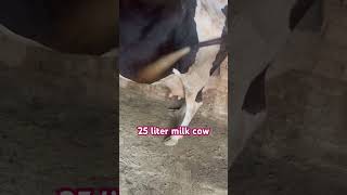 dairyfarm cow farming cowlover viralshort animalshorts [upl. by Gomer]