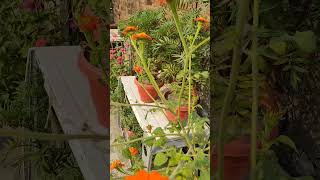 Tithonia maxican sunflower music relaxing relaxingmusic plantlovers youtubeshorts [upl. by Kristo550]