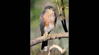 Sharpshinned hawk sounds [upl. by Ettessil]