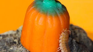 Isopods Eat Pumpkin Candy JUMPSCARE WARNING [upl. by Lawler]