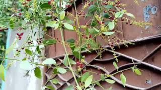 MiswakpeeluSalvadora Persica Tree Full information Urdu Hindi [upl. by Aldous]