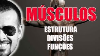 Sistema Muscular Estrutura divisões e funções dos músculos esqueléticos  VídeoAula 021 [upl. by Ainit]