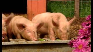 Big Barn Farm  Breakfast Time [upl. by Peadar]