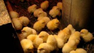 New Baby Chicks [upl. by Burdett]