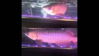 Arowana Community Tank SG  New Updates  Enjoy [upl. by Staford917]