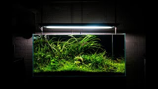 My best aquascape yet [upl. by Nivrag]