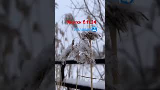 якутск городароссии холод топ якутия cold yakutsk live short subscribe подписка [upl. by Adlin]