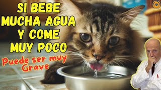 🚨 MI GATO BEBE MUCHA AGUA Y COME POCO ¿QUE PUEDO HACER 🚨 [upl. by Hnoj]