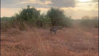 hyena roams free in the jungle of lion [upl. by Nager]