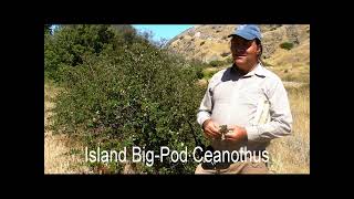 Ceanothus arboreus and C megacarpus v insularis Santa Cruz Island Channel Islands National Park [upl. by O'Donnell]