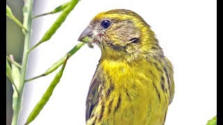 European Serin Serinus serinus Chamariz Milheirinha [upl. by Rapsac]