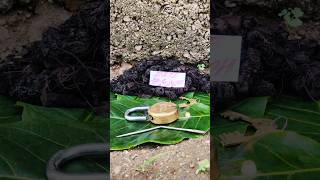 original nalla pasupu original black turmeric plant Kali haldi test trending 9325837843 [upl. by Neibaf]