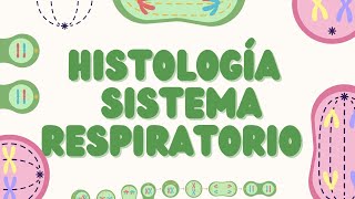 Histología del Sistema Respiratorio Estructura y Función [upl. by Anaert]