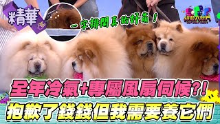 鬆獅犬不愧是古代貴族的寵物！J個電費真的不是一般人養得起的QQ！｜綜藝大熱門 精華 [upl. by Veljkov]