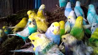 How to Transform Your Budgies Cage into an Amusement Park Without Spending a Dime [upl. by Eustache591]