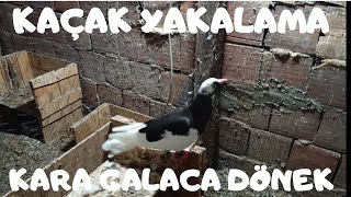 Kaçak Yakalama Kara Galaca Dönek Yakaladım 💪🕊️ [upl. by Reisman]