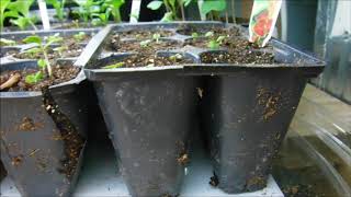 coleus seedlings update what do coleus seedlings look like [upl. by Anirehtac]