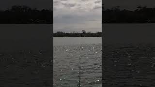 Bust ups for days fishinglife fishing [upl. by Golliner]