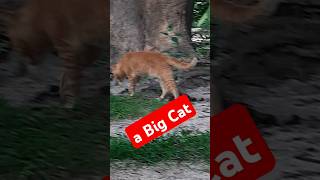 a Big Cat animals shorts trending youtube [upl. by Notneiuq203]