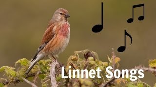 LINNET SONGS MP3 [upl. by Dnomaj]