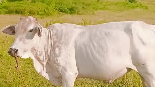 My Cow Eating Grasscowchickengrassgoatcute farmfarmgoodvibeslivecameralive memes [upl. by Bertram842]