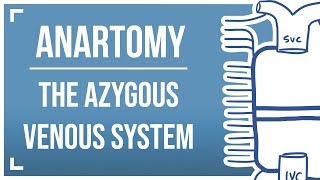 Drawing the Azygous Venous System [upl. by Cas680]