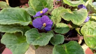 African violet plant care and tips streptocarpus🌿☘️😍 [upl. by Aronow]