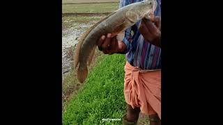 Fishing videos 𝗡𝗔𝗧𝗨𝗥𝗔𝗟 𝗙𝗥𝗢𝗚 Proggy warrier SHAJIS SPECIAL [upl. by Netsyrc]