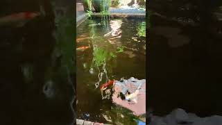 Fish Pond at 1s Kitchen Journey in Mae Rim Chiang Mai Thailand [upl. by Sadowski]