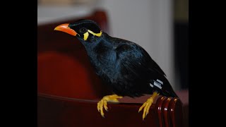 Best of Mynah singing Filipino folk song Bahay Kubo Tribute to our beloved talking myna myna [upl. by Fatma]