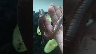 ophistecptusguineensis insecte millepattes chocolate millipede [upl. by Rolyks]